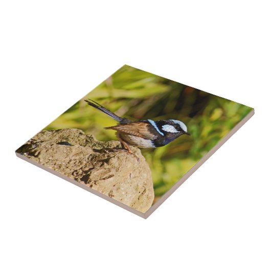 Blue Wren Tegeltje (Zijkant)