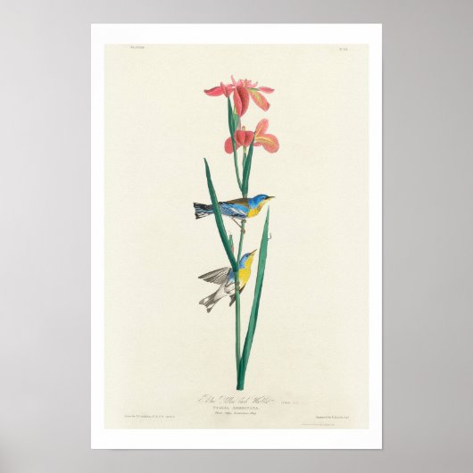 Blue Yellow back Warbler door Audubon Poster (Voorkant)
