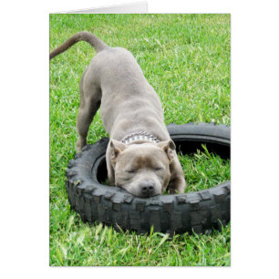 Blue Young Staffordshire Bull Terrier