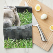 Blue Young Staffordshire Bull Terrier Theedoek (Quarter Fold)