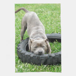Blue Young Staffordshire Bull Terrier Theedoek