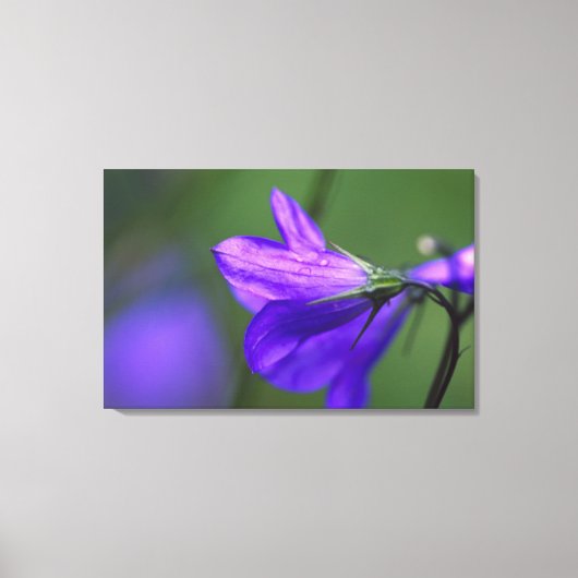Bluebell bloem in Independence Pass in Canvas Afdruk (Voorkant)
