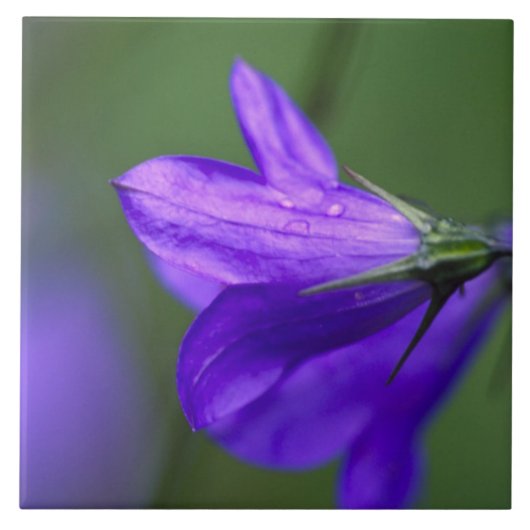 Bluebell bloem in Independence Pass in Tegeltje (Voorkant)
