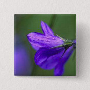 Bluebell bloem in Independence Pass in Vierkante Button 5,1 Cm