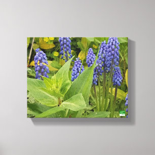 Bluebell Bloemen Kunst Fotoprint op Canvas