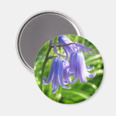 Bluebell bloemen - Magneet (Voorkant / Achterkant)
