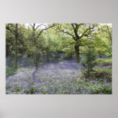 Bluebell Bos II Poster (Voorkant)