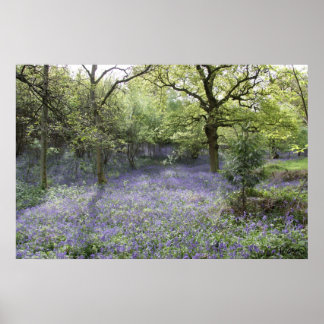 Bluebell Bos II Poster