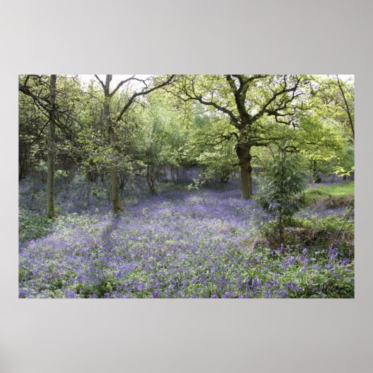 Bluebell Bos II Poster (Voorkant)