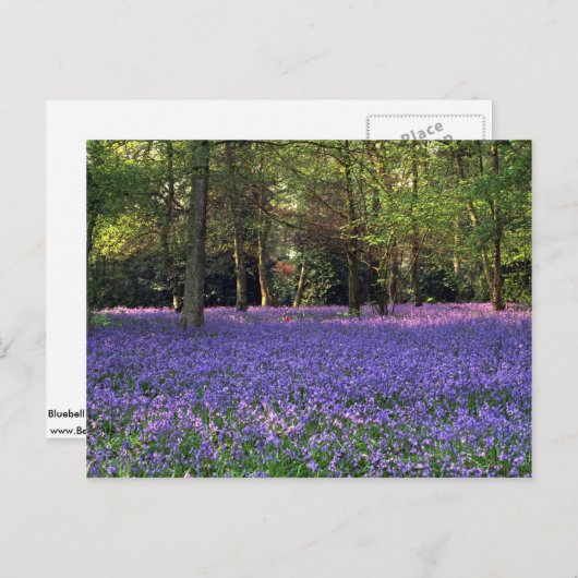 Bluebell Bossen, Engeland Briefkaart (Voorkant / Achterkant)