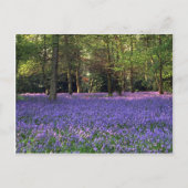 Bluebell Bossen, Engeland Briefkaart (Voorkant)