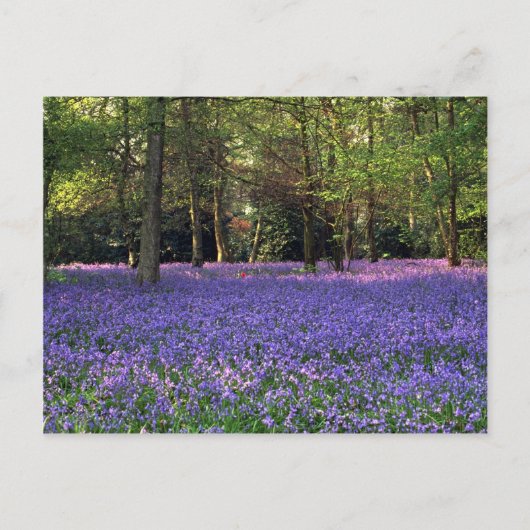 Bluebell Bossen, Engeland Briefkaart (Voorkant)