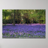Bluebell Bossen, Engeland Poster (Voorkant)