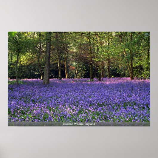 Bluebell Bossen, Engeland Poster (Voorkant)