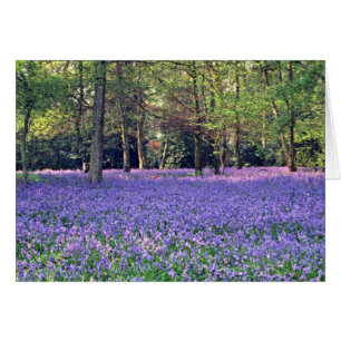 Bluebell Bossen, Engelstalige bloemen