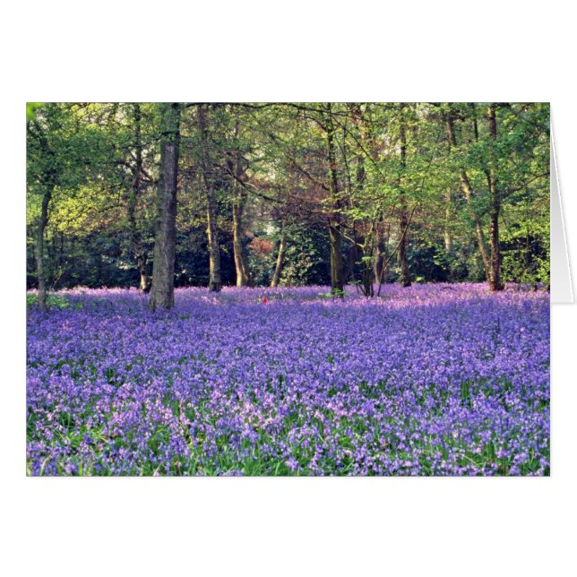 Bluebell Bossen, Engelstalige bloemen (Voorkant Horizontaal)