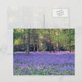 Bluebell Bossen, Engelstalige bloemen Briefkaart (Voorkant / Achterkant)