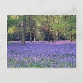 Bluebell Bossen, Engelstalige bloemen Briefkaart (Voorkant)