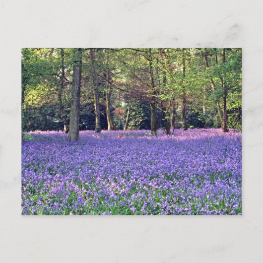 Bluebell Bossen, Engelstalige bloemen Briefkaart (Voorkant)