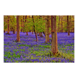 Bluebell Bossen Greys Court Oxfordshire Engeland Perfect Poster