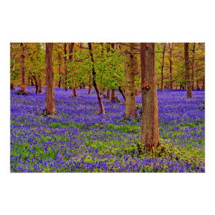 Bluebell Bossen Greys Court Oxfordshire Engeland Perfect Poster