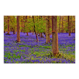 Bluebell Bossen Greys Court Oxfordshire Engeland Perfect Poster