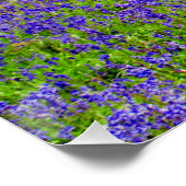 Bluebell Bossen Greys Court Oxfordshire Engeland Perfect Poster (Hoek)