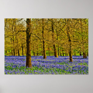 Bluebell Bossen Spring Flowers Greys Court Poster