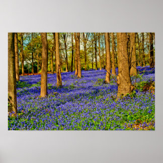 Bluebell Bossen Spring Flowers Greys Court Poster
