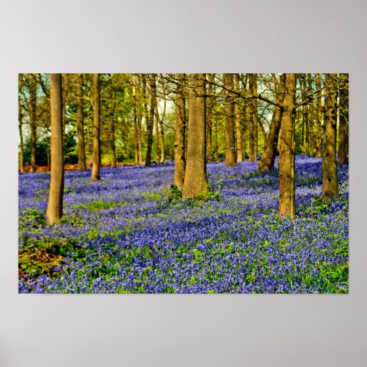 Bluebell Bossen Spring Flowers Greys Court Poster (Voorkant)