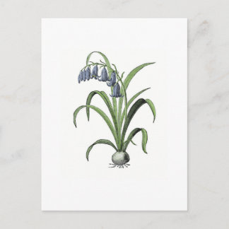 Bluebell Briefkaart