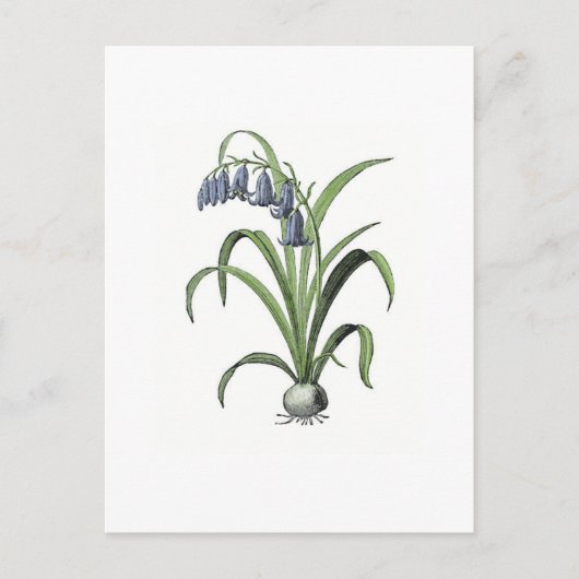 Bluebell Briefkaart (Voorkant)