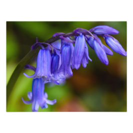 Bluebell Flower Foto Afdruk