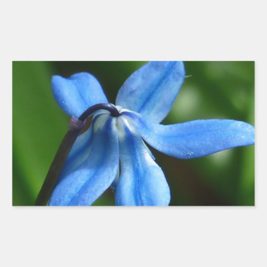 Bluebell Flower Rechthoekige Sticker (Voorkant)