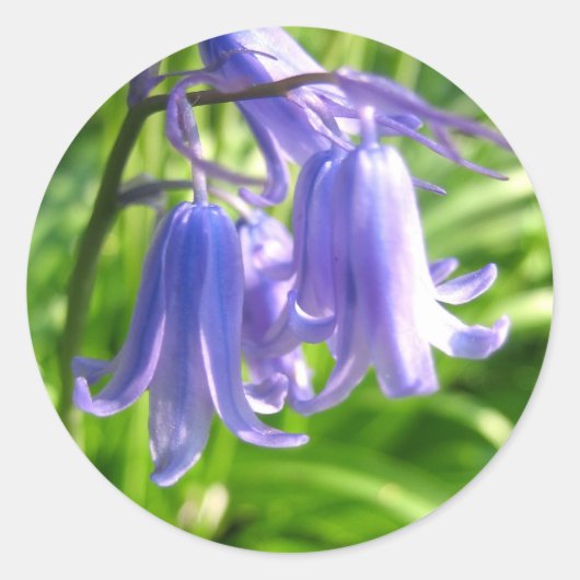 Bluebell Flowers - Sticker (Voorkant)