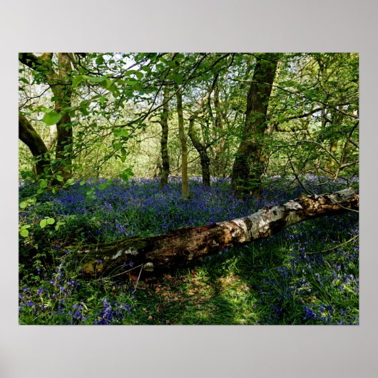Bluebell Forrest Wild Flowers Fotografische Kunst Poster (Voorkant)