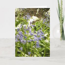 Bluebell Foto's / details 2 - Voorjaar 2016 Kaart