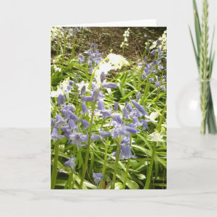 Bluebell Foto's / details 2 - Voorjaar 2016 Kaart