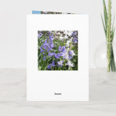 Bluebell Foto's / details - Kaart voorjaar 2016 (Achterkant)