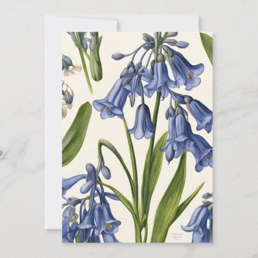 Bluebell (Harebell) Botanical Pattern Invitation Kaart (Achterkant)