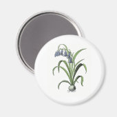 Bluebell Magneet (Voorkant / Achterkant)