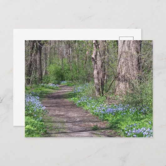 Bluebell Path Briefkaart (Voorkant / Achterkant)