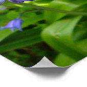 BLUEBELL POSTER (Hoek)