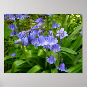 BLUEBELL POSTER