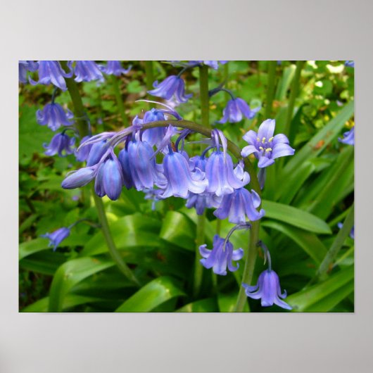BLUEBELL POSTER (Voorkant)