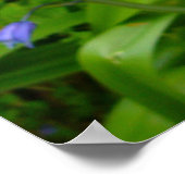 BLUEBELL ~ Poster (Hoek)