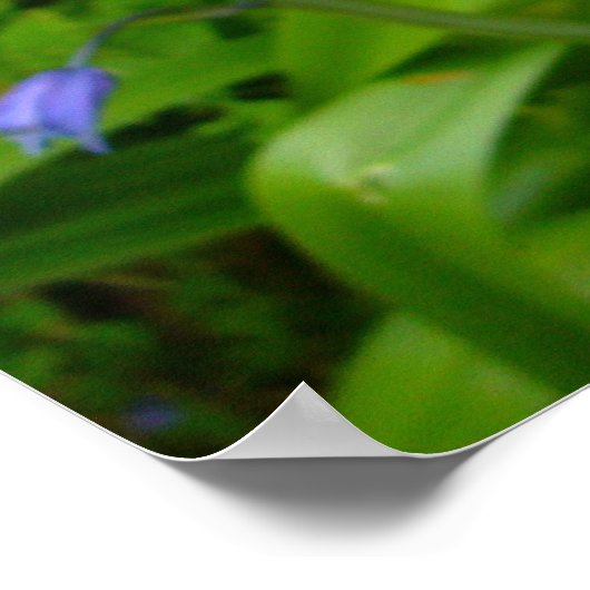 BLUEBELL ~ Poster (Hoek)