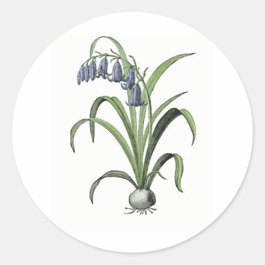 Bluebell Ronde Sticker (Voorkant)