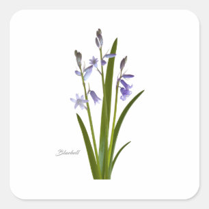 Bluebell Vierkante Sticker
