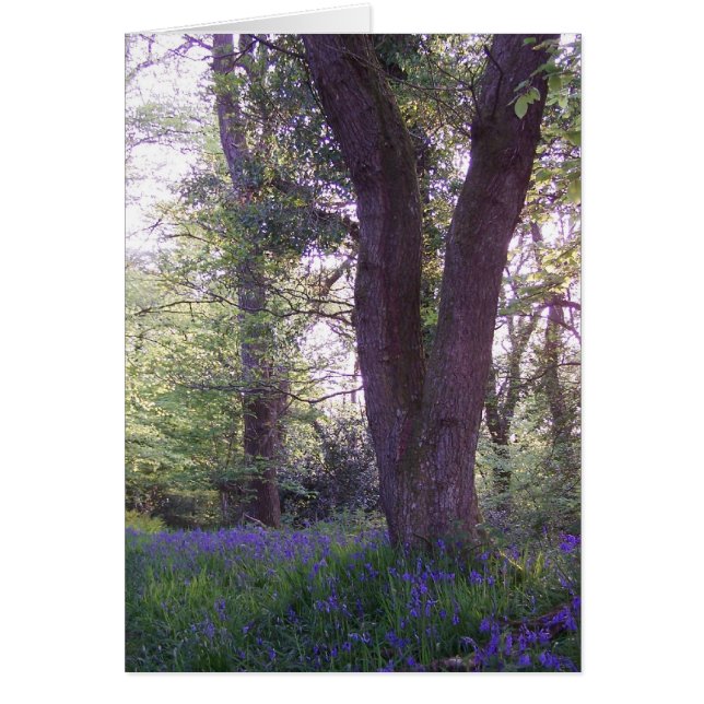 Bluebell Walk (Voorkant)